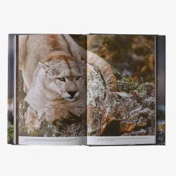 Literature-Patagonia Path of the Puma: The Remarkable Resilience of the Mountain Lion by Jim Williams None
